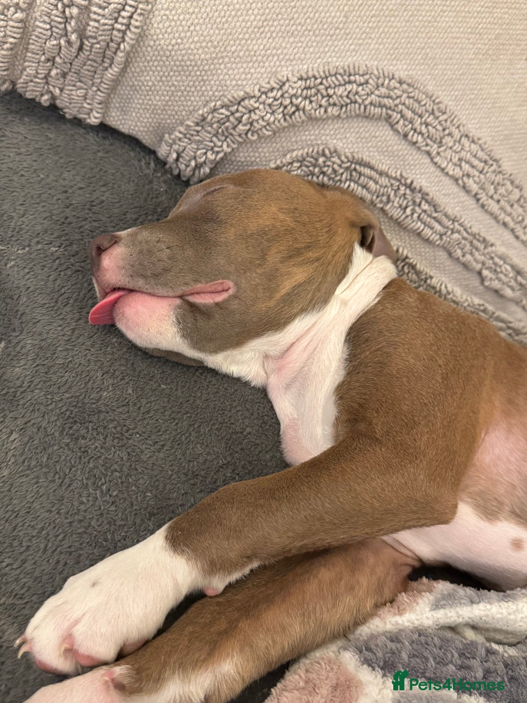 American Bull Staffy dogs for sale: Beautiful Home-Reared Puppies! - Advert 9