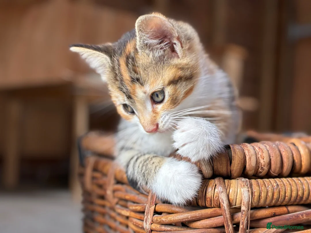 Domestic Shorthair cats for sale: 4 kittens for sale to loving home  - Advert 1