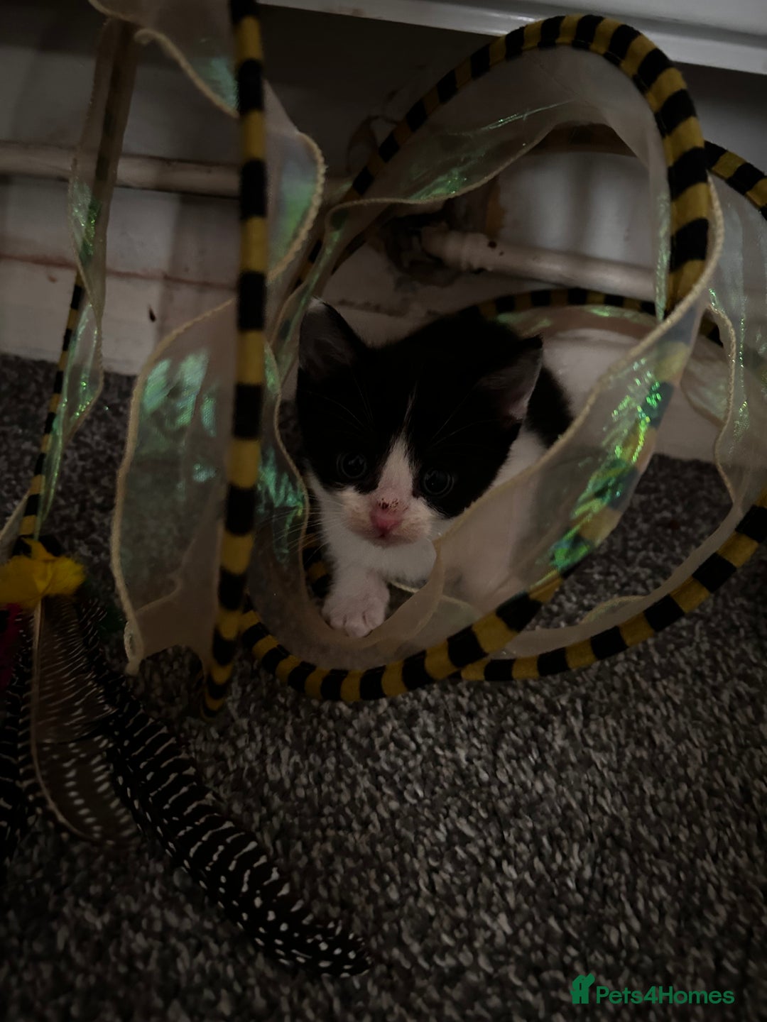 Maine Coon cats for sale: Main coon cross kittens  - Image 7