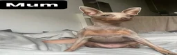 Miniature Pinscher dogs for sale: Beautiful 5generation pedigree min pin pupp - Advert 28