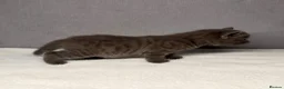 British Shorthair cats for sale: 2 British shorthair kittens for sale, 1 month old in Barnard Castle - Advert 8
