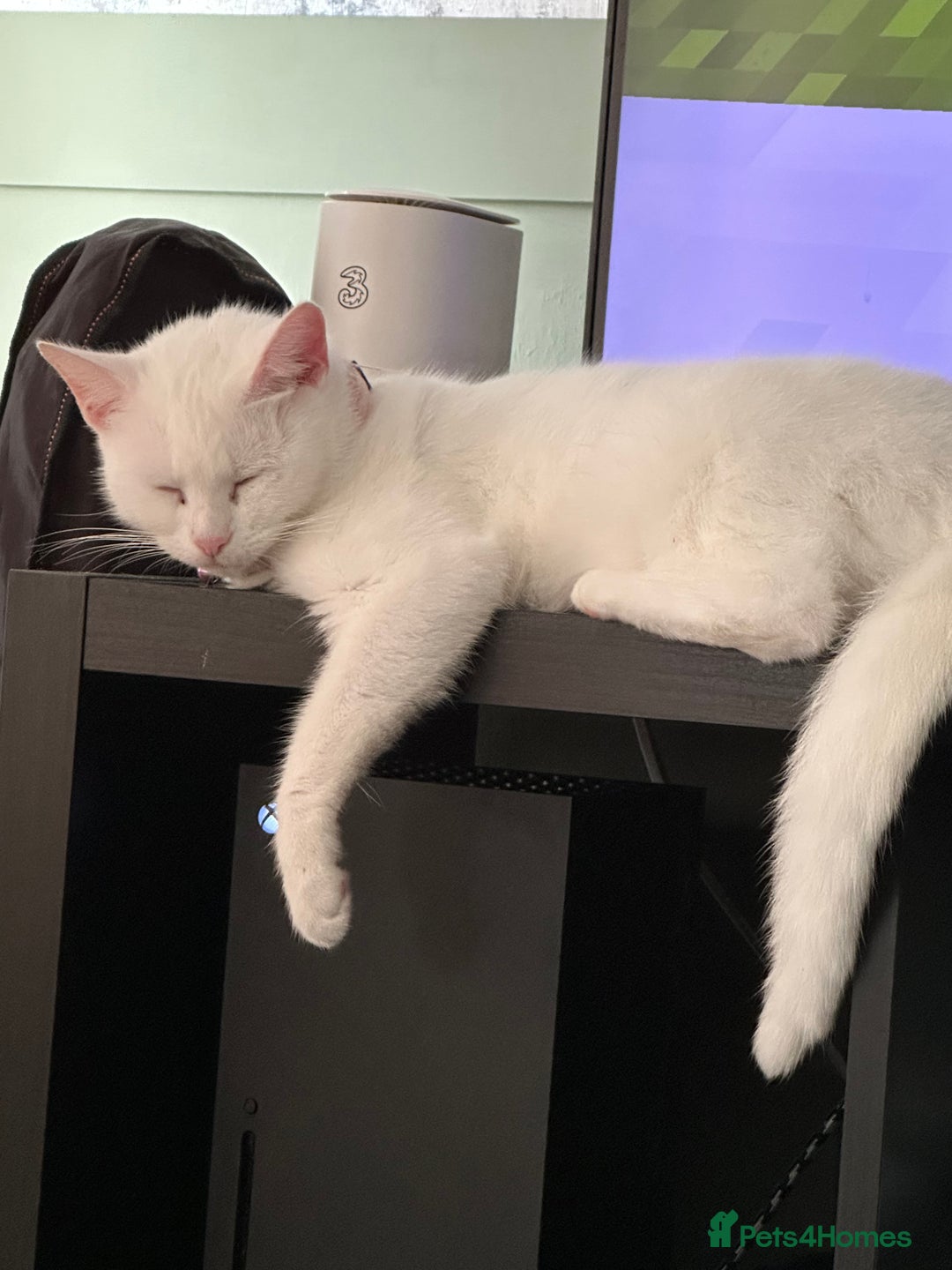 Domestic Shorthair cats for sale: (FREE) 2 Female cats need rehoming  - Advert 11