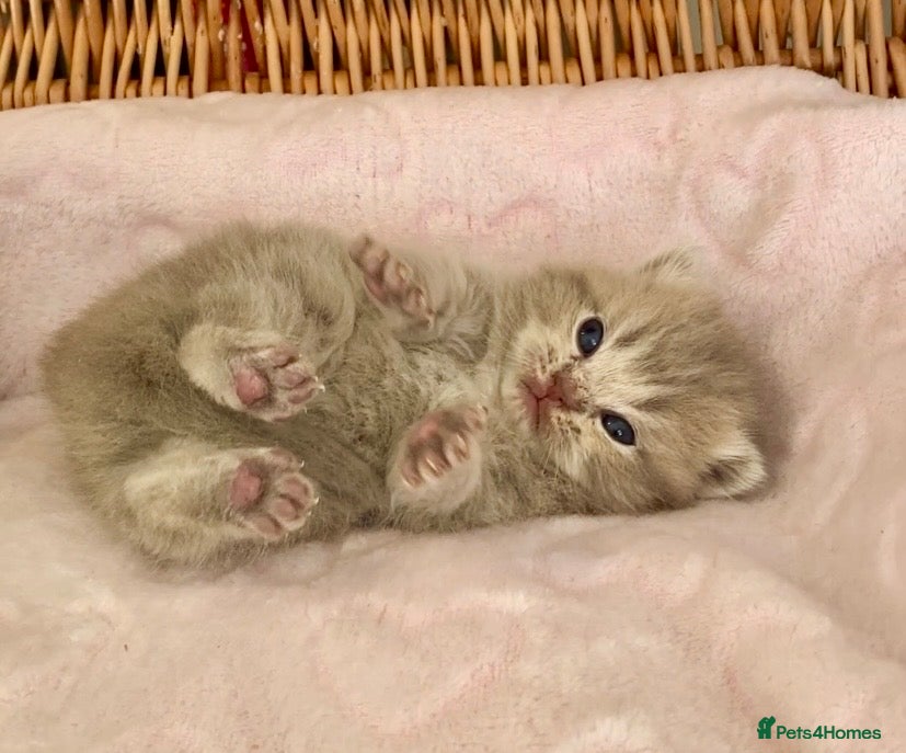 Scottish Fold cats 🧸EXTREMELY RARE TICA FAWN SCOTTISH/BSH 😻🧸 - Advert 4