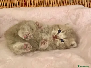 Scottish Fold cats 🧸EXTREMELY RARE TICA FAWN SCOTTISH/BSH 😻🧸 - Advert 4