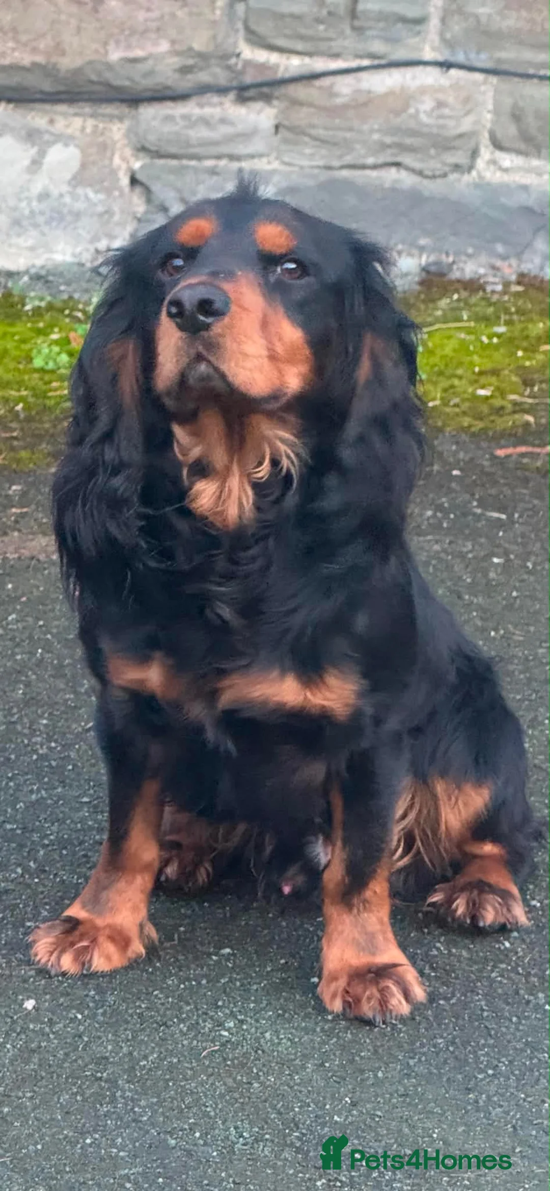 Cocker Spaniel dogs for sale: Working Cocker spaniel puppies for sale  - Advert 9