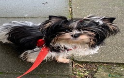 Biewer Terrier dogs for sale: Biewer Yorkshire Terrier - Image 8
