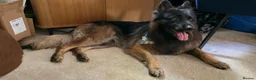German Shepherd dogs for stud: Longhair German Shepparf for stud in Baldock - Advert 2