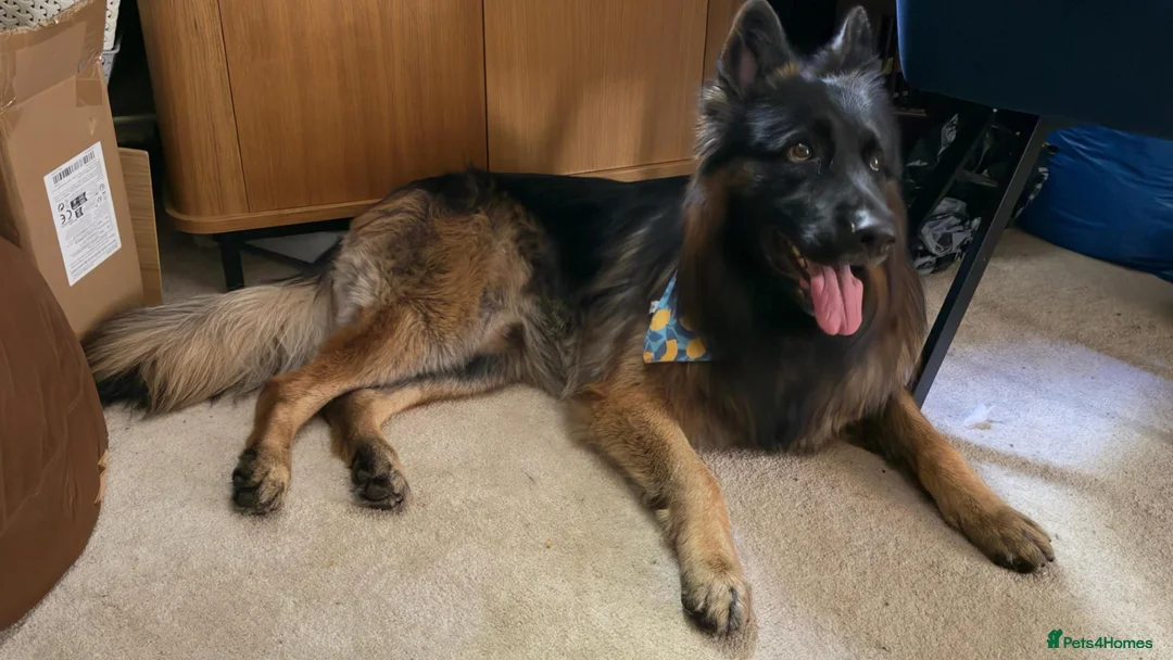 German Shepherd dogs for stud: Longhair German Shepparf for stud in Baldock - Advert 2