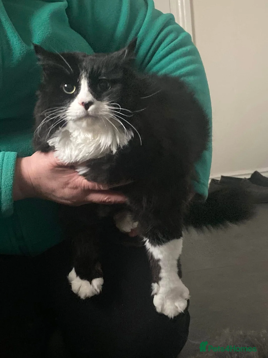 Mixed Breed cats for adoption: 3 lovely boys looking for forever home  - Advert 3