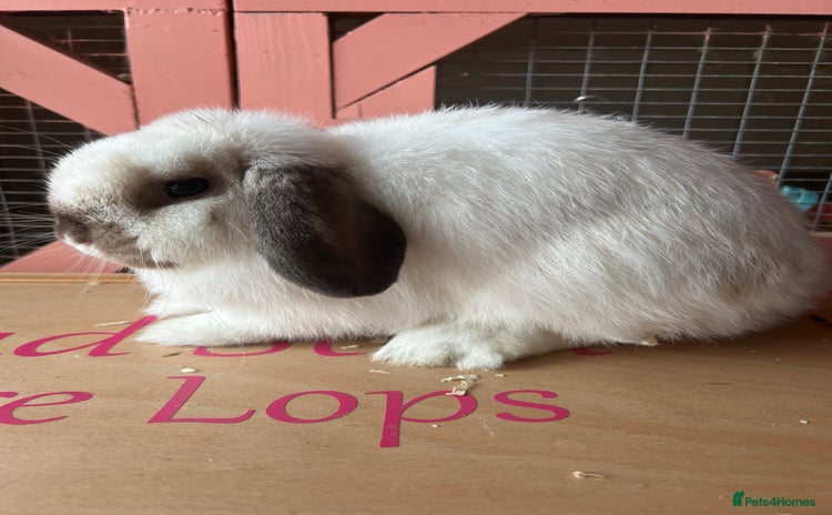 Mini Lop rabbits - Advert 2