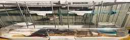 Finches birds for sale: Male & Female Pair Zebra Finches With Cage  - Advert 7