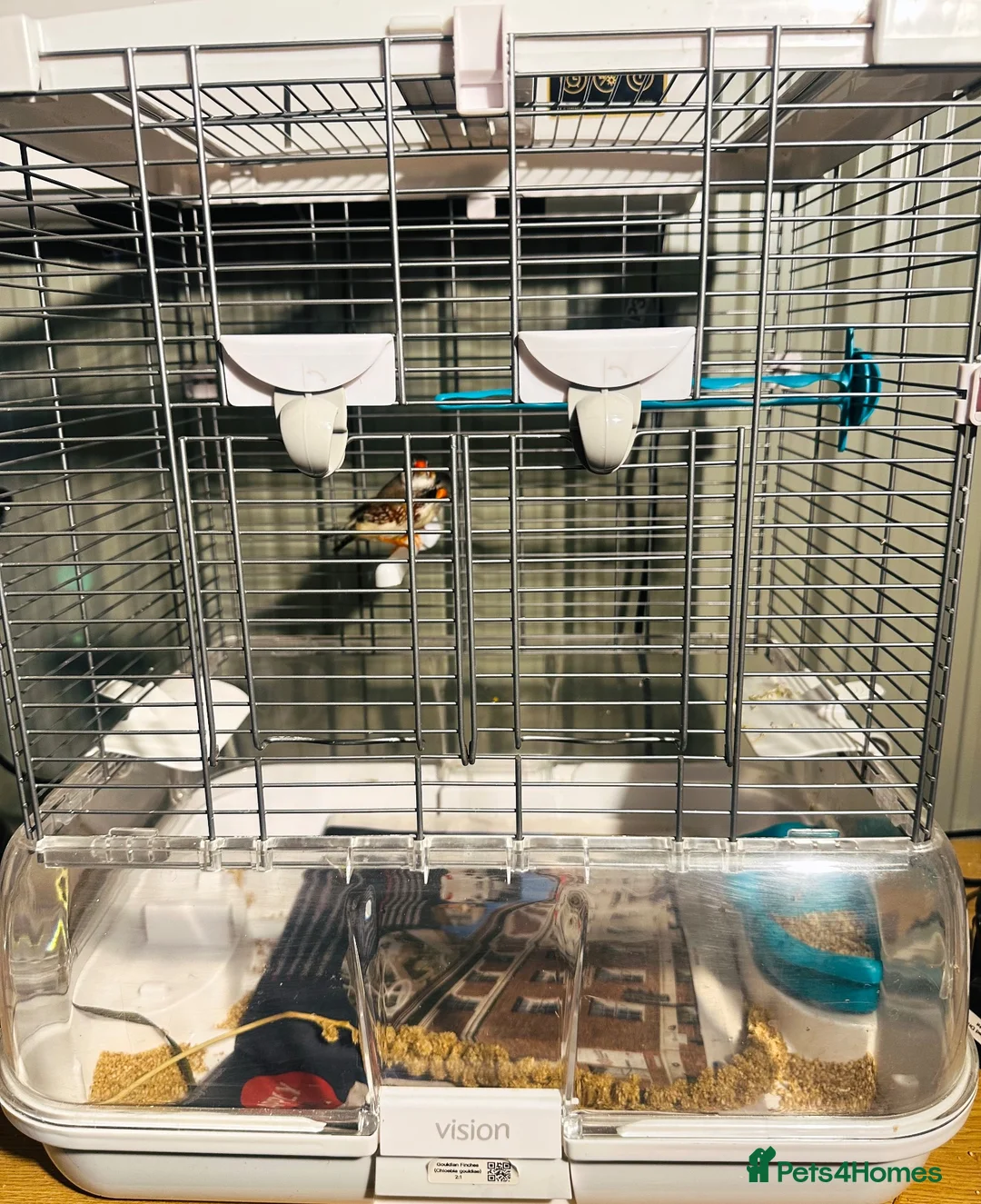 Finches birds for sale: Male & Female Pair Zebra Finches With Cage  - Advert 7