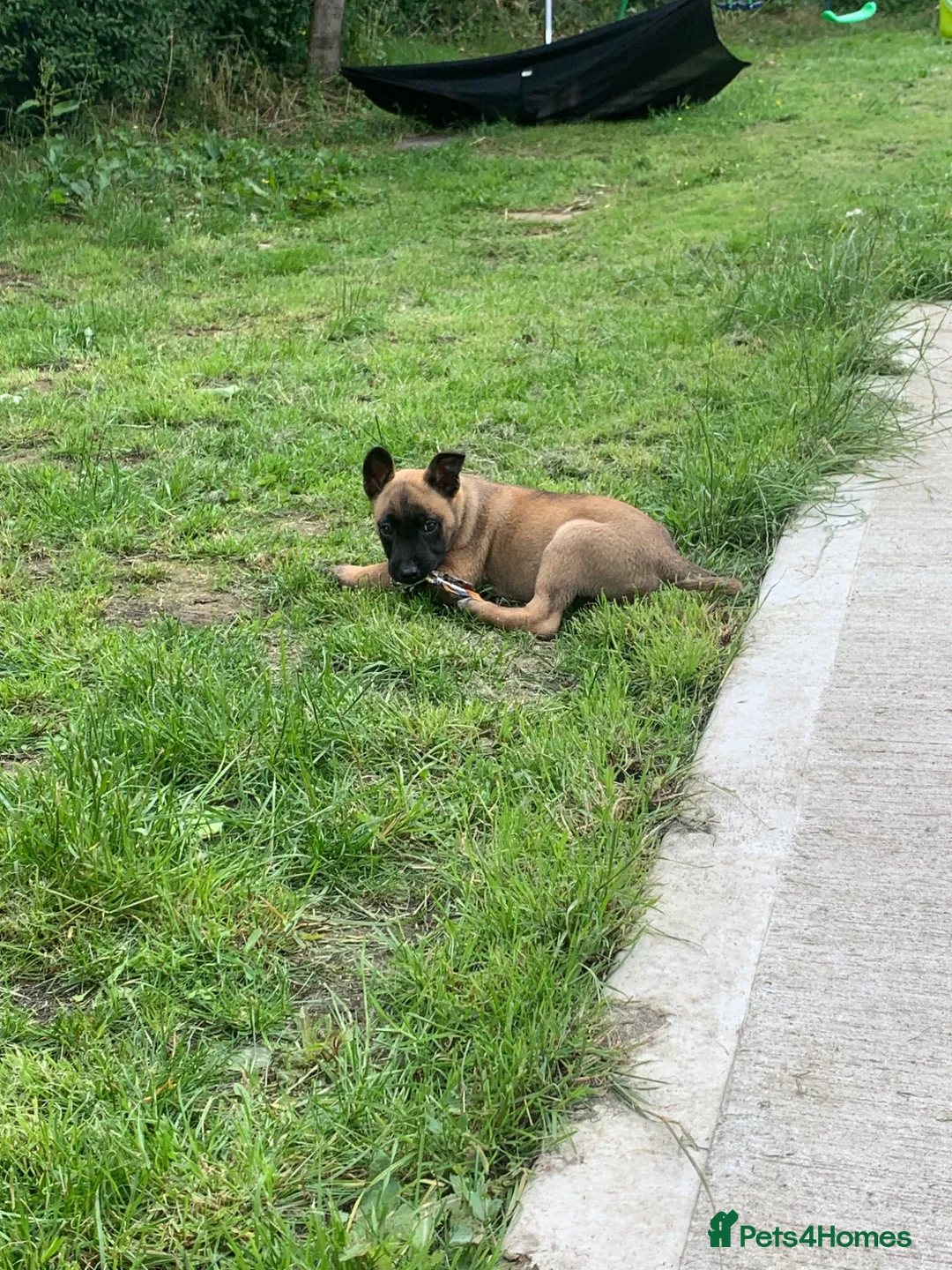 Mixed Breed dogs for sale: German Shepard cross Belgium malli - Advert 2