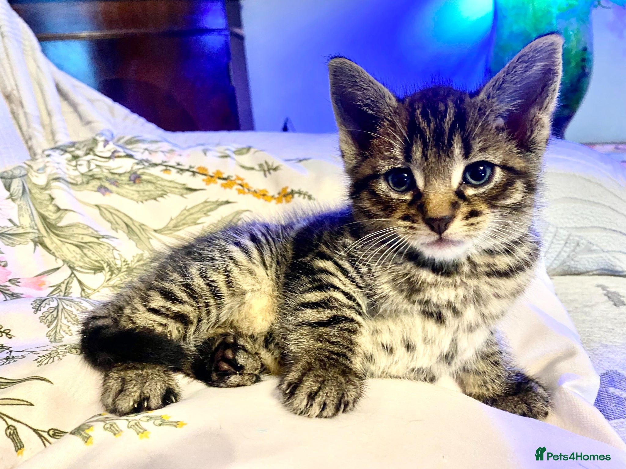 Mixed Breed cats 7 lovely kittens 4 chaps and 3 ladies - Advert 1