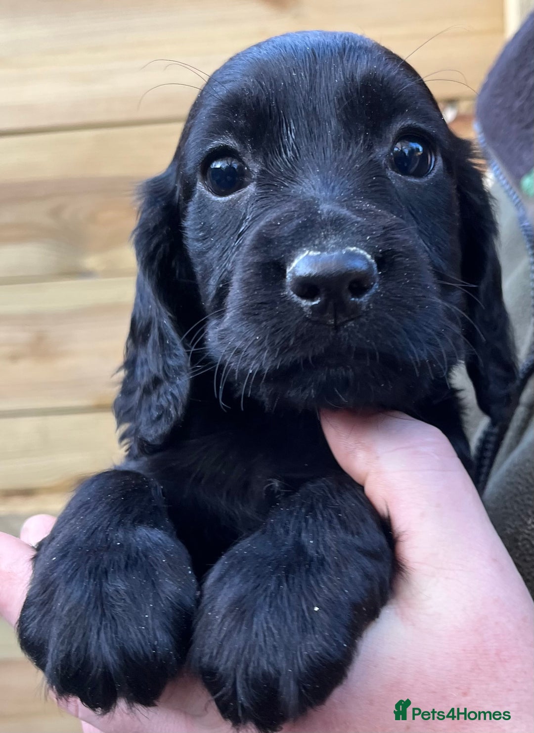 Cocker Spaniel dogs for sale: Stunning Health Tested WCS Pups - Advert 4