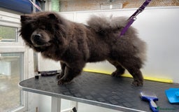 Chow Chow dogs for sale: Blue Chow Chow Female - Image 11