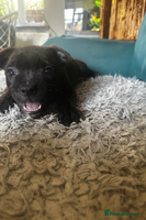 Staffordshire Bull Terrier dogs Champion bloodline Staffordshire Bullterrier Pups - Advert 5