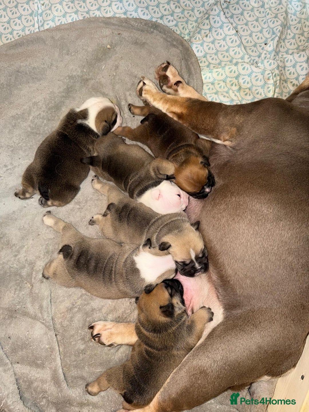 English Bulldog dogs for sale: English Bulldog Puppies Coloured  - Advert 18