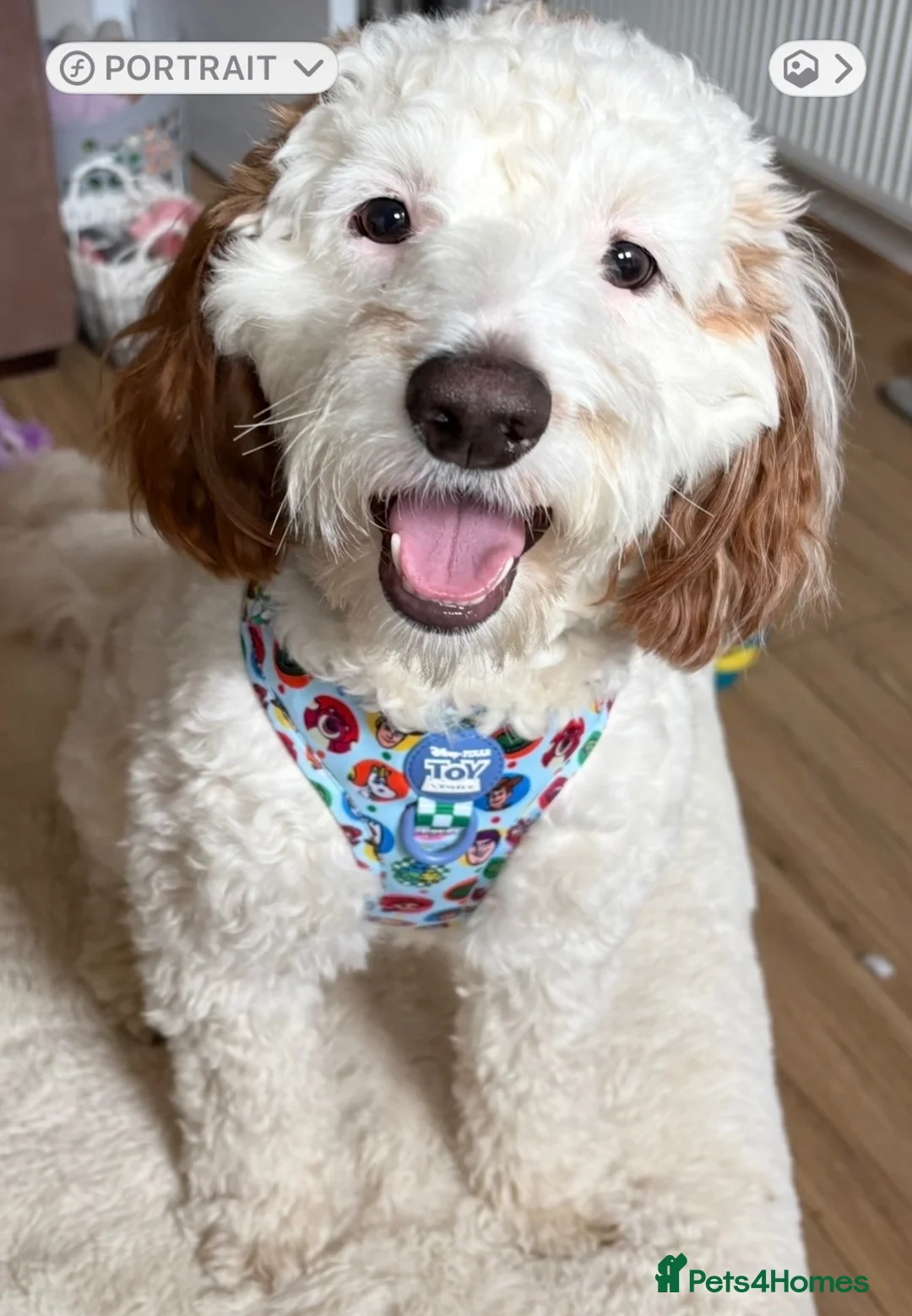 Sproodle dogs for sale: Gorgeous sproodle boy  - Advert 13