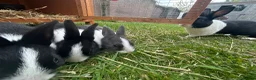 Dutch rabbits for sale: Dutch Rabbits - Advert 9