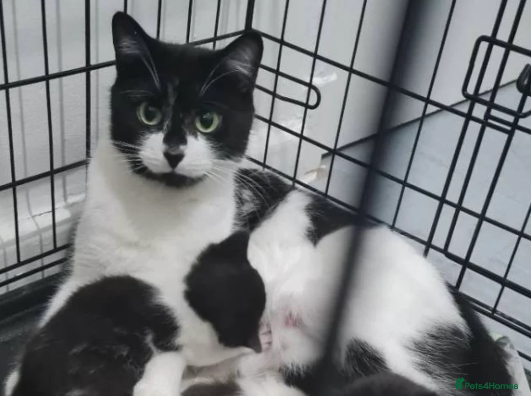 Mixed Breed cats for sale: Male kitten 8 weeks  - Advert 5