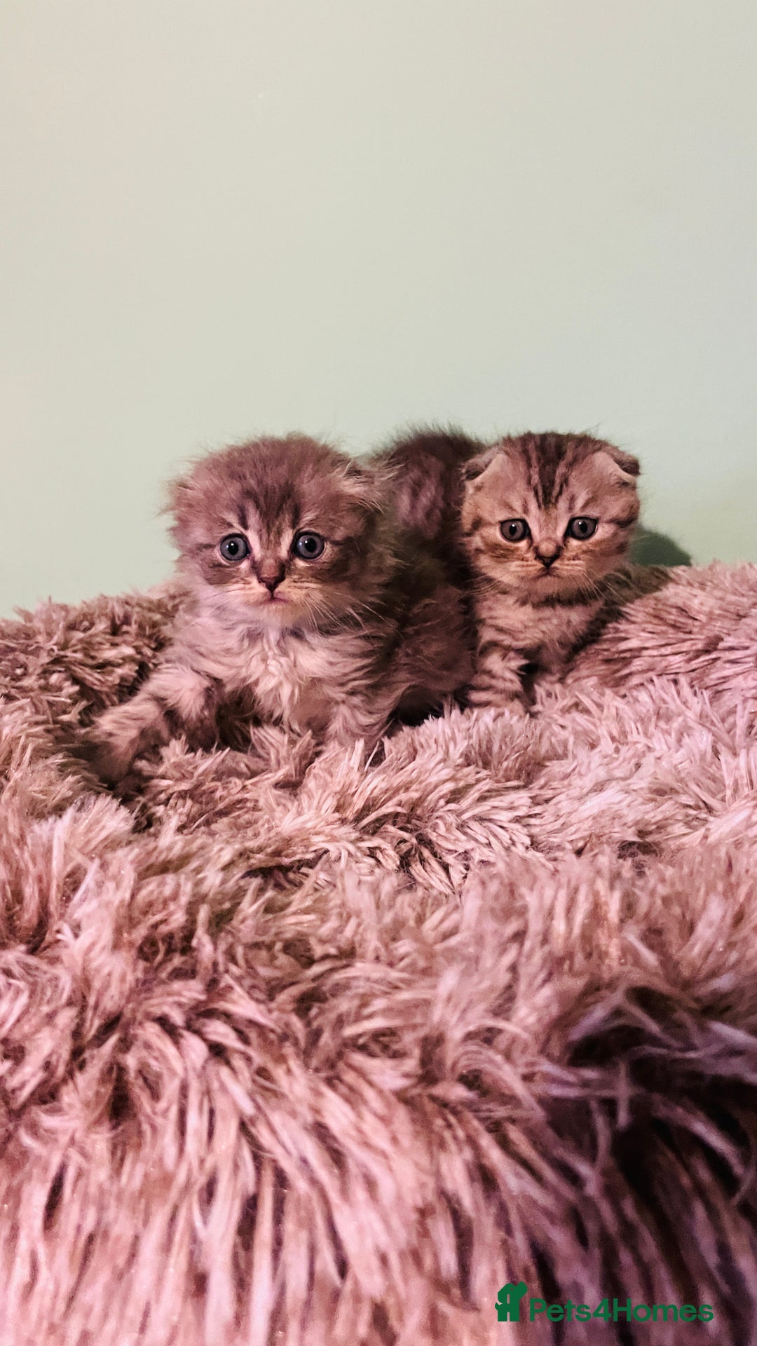 Scottish Fold cats for sale: Beautiful litter of Scottish fold reservation open - Image 11