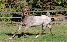 Welsh Section B horses for sale: Ready to leave! Welsh sec b roan colt foal  - Image 1