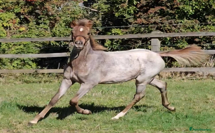 Welsh Section B horses - Advert 4