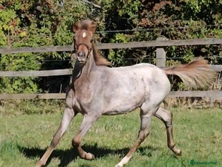 Welsh Section B horses - Advert 33