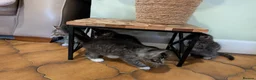Maine Coon cats for sale: Ragdoll and Mane Clone mix parent  in Perth - Advert 25