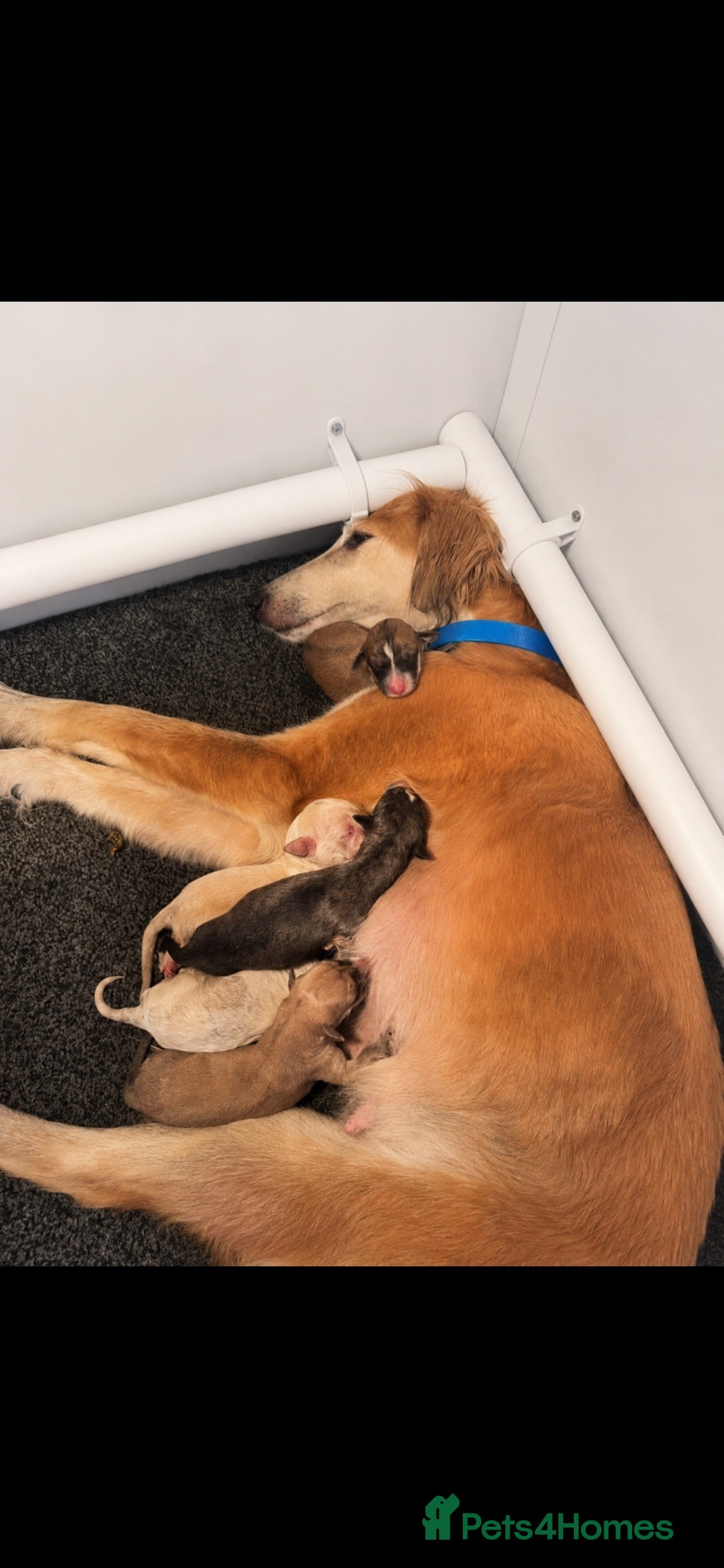 Lurcher dogs Beautiful Saluki Greyhound Puppies - Advert 10