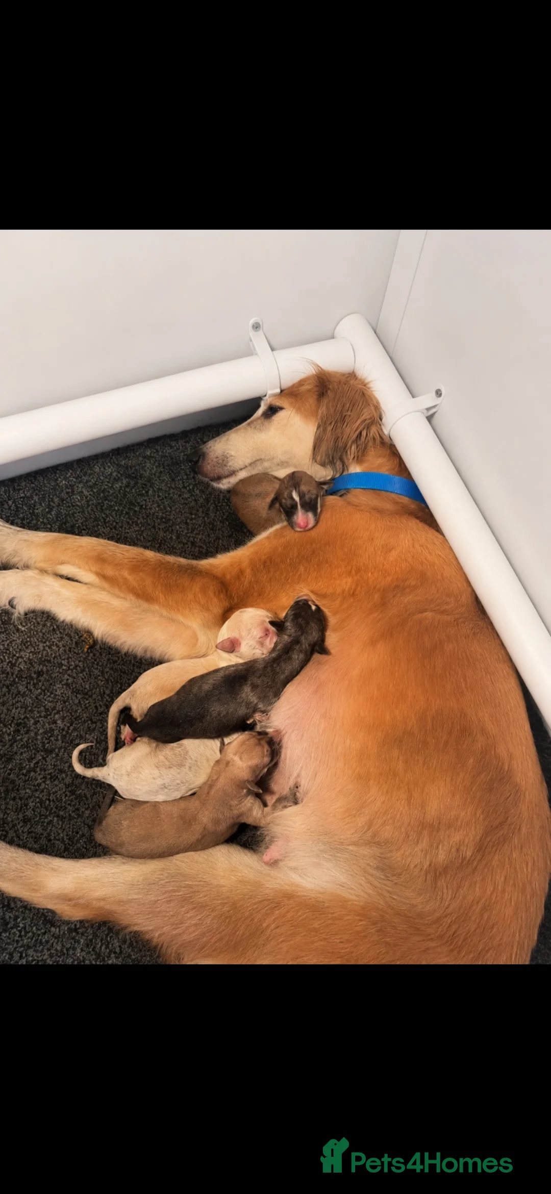Lurcher dogs for sale: Beautiful Saluki Greyhound Puppies in Bishop Auckland - Advert 1