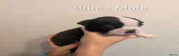Boston Terrier dogs for sale: Boston Terrier Puppies  in Port Talbot - Advert 21