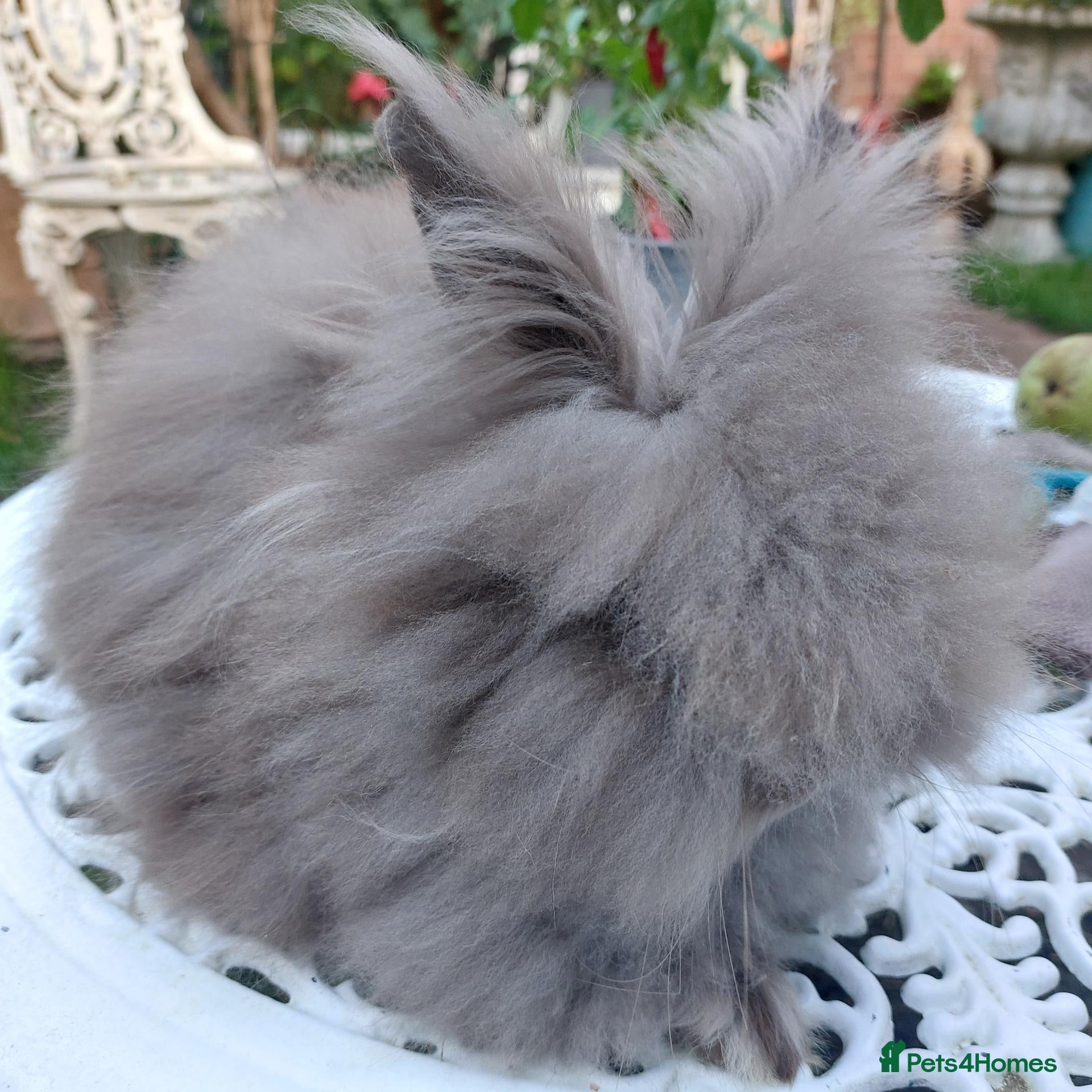 Lionhead rabbits PUREBRED DOUBLE/TEDDY LION HEAD BABIES  - Advert 1