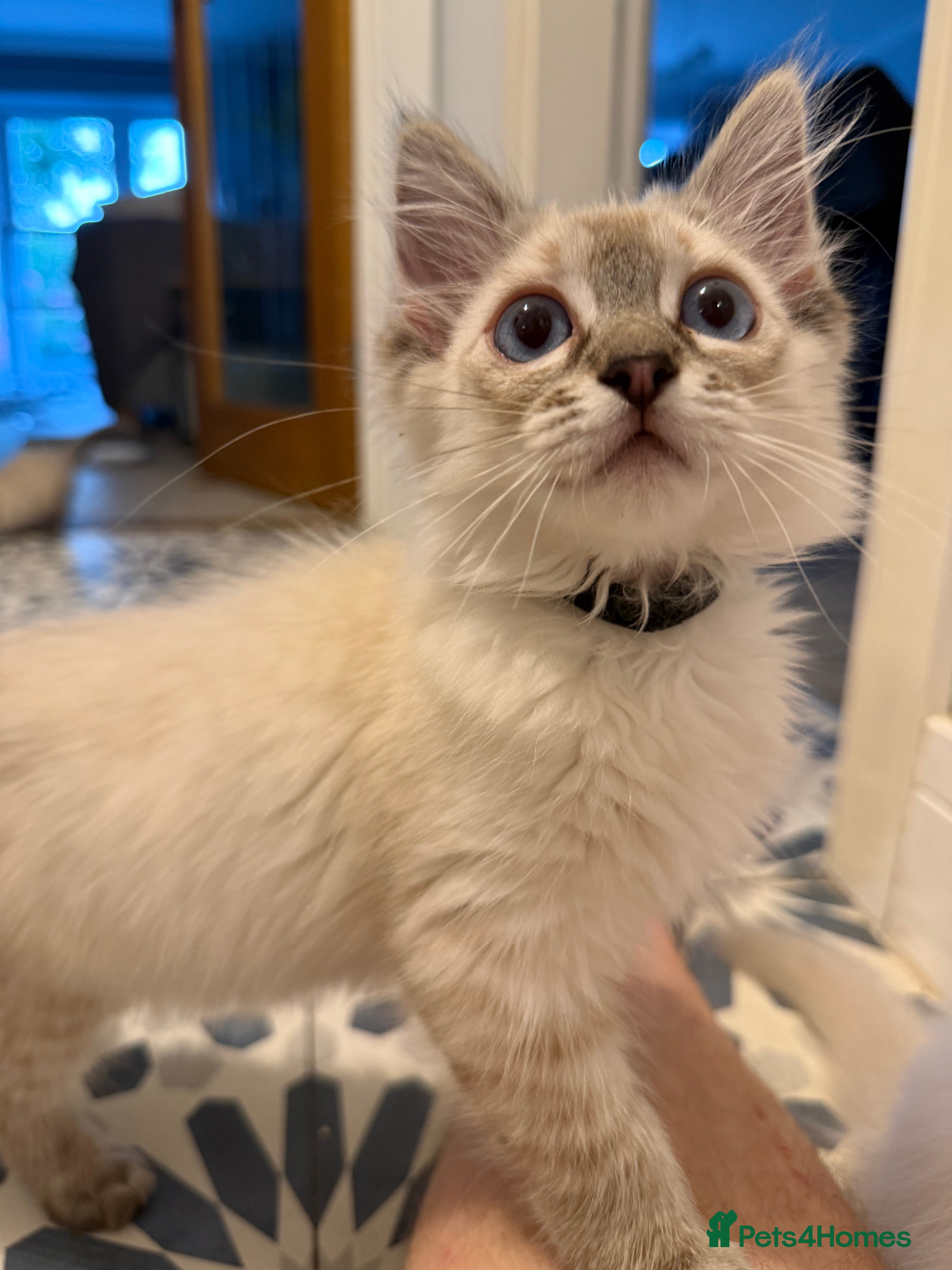 Ragdoll cats     💙 Stunning Pedigree Ragdoll Kittens GCCF - Advert 2