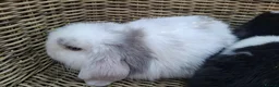 Mini Lop rabbits for sale: Bundles of fluff ready to be reserved  - Advert 13