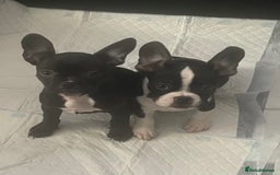 Mixed Breed dogs for sale: Frenchie x pocket bully  - Image 1