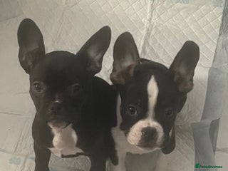 Mixed Breed dogs - Advert 33