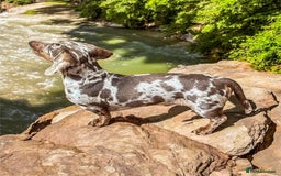 Miniature Dachshund dogs for stud: Frodo at Stud  in Milton Keynes - Image 3