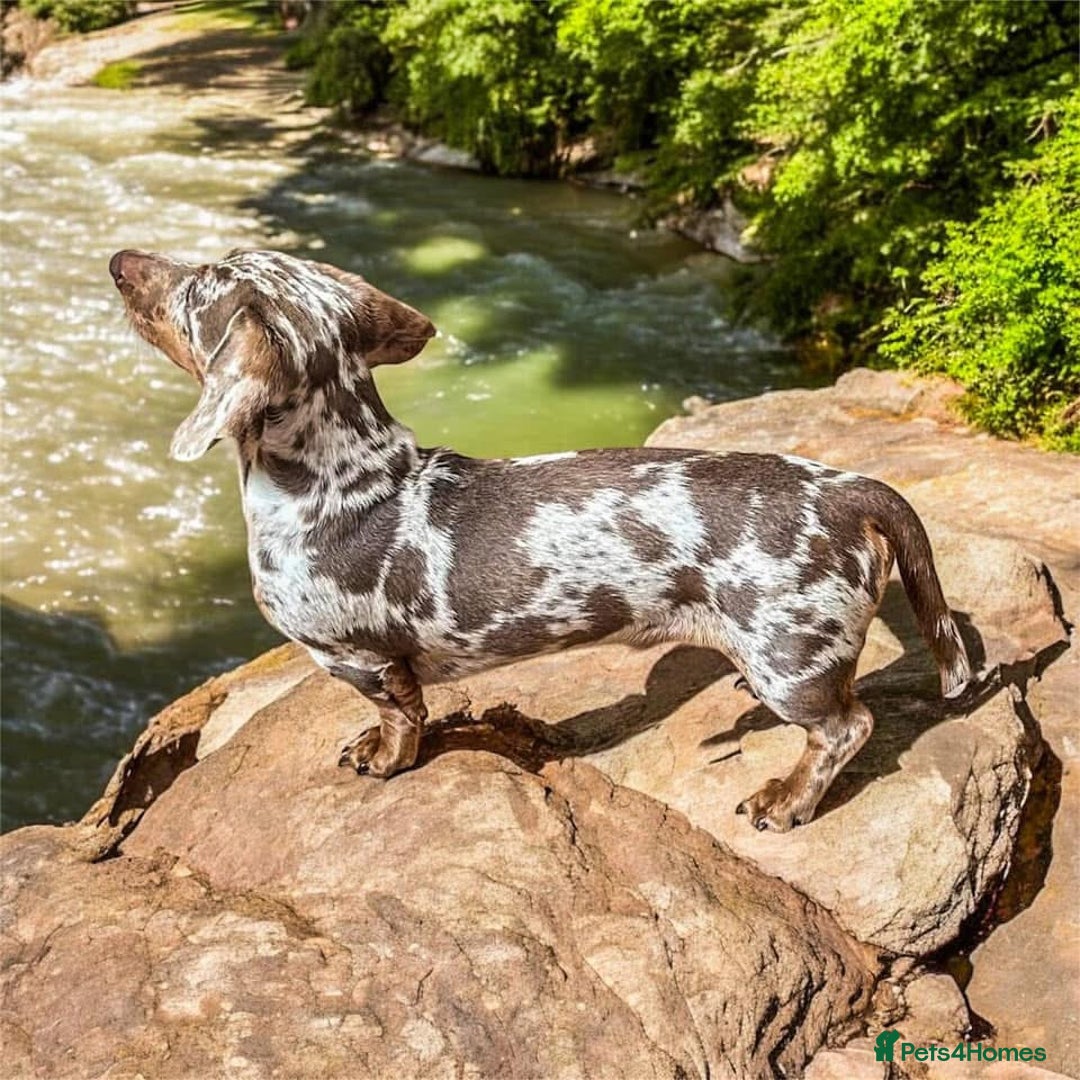 Miniature Dachshund dogs for stud: Frodo at Stud  in Milton Keynes - Image 3