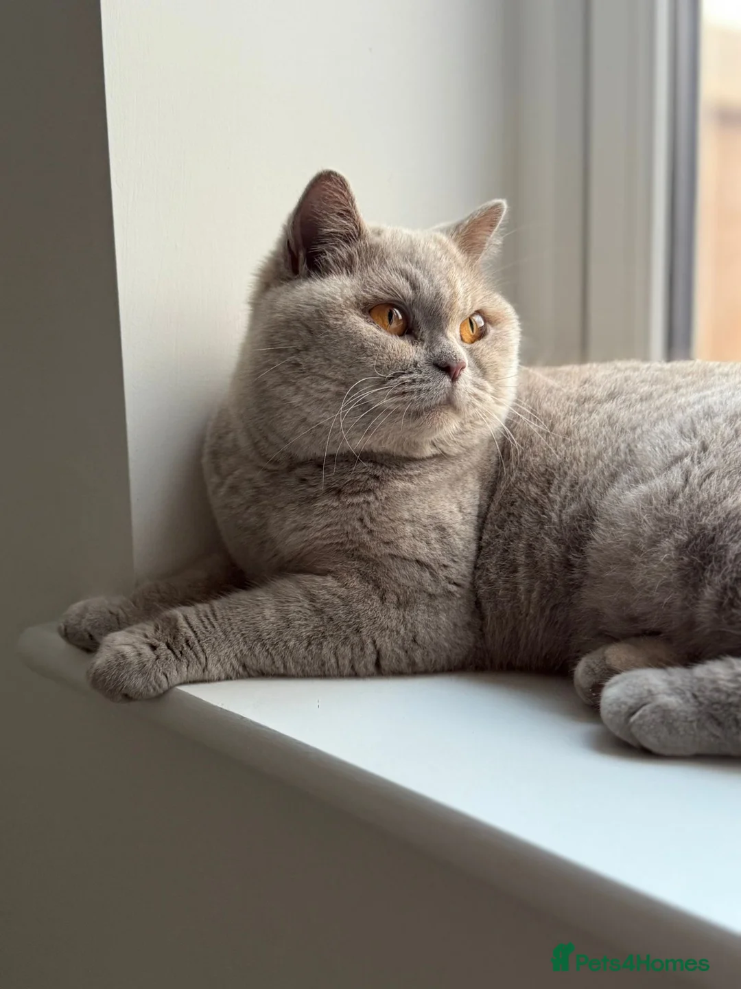 British Shorthair cats for sale:     British Shorthair Kittens Loving Pet Homes - Advert 2
