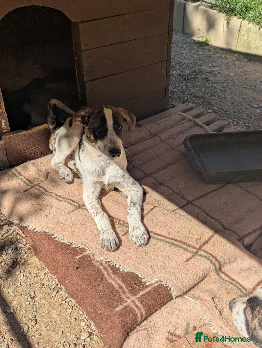 Mixed Breed dogs for adoption: Benson is looking for a dog friend! - Image 1