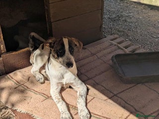 Mixed Breed dogs Benson is looking for a dog friend! - Advert 5