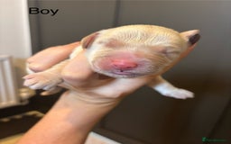 Mini Goldendoodle dogs for sale: F2 mini golden doodle puppies.  - Image 8