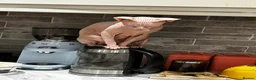 Sphynx cats for sale: Adult male Sphynx  in Hailsham - Advert 4