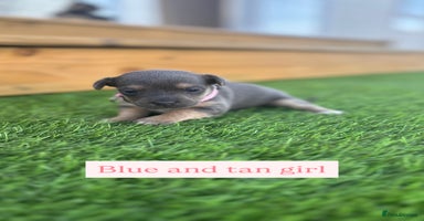 Jack Russell dogs - Advert 6