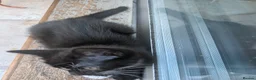 Mixed Breed cats for sale: Black kitten with brown stripes - Advert 6