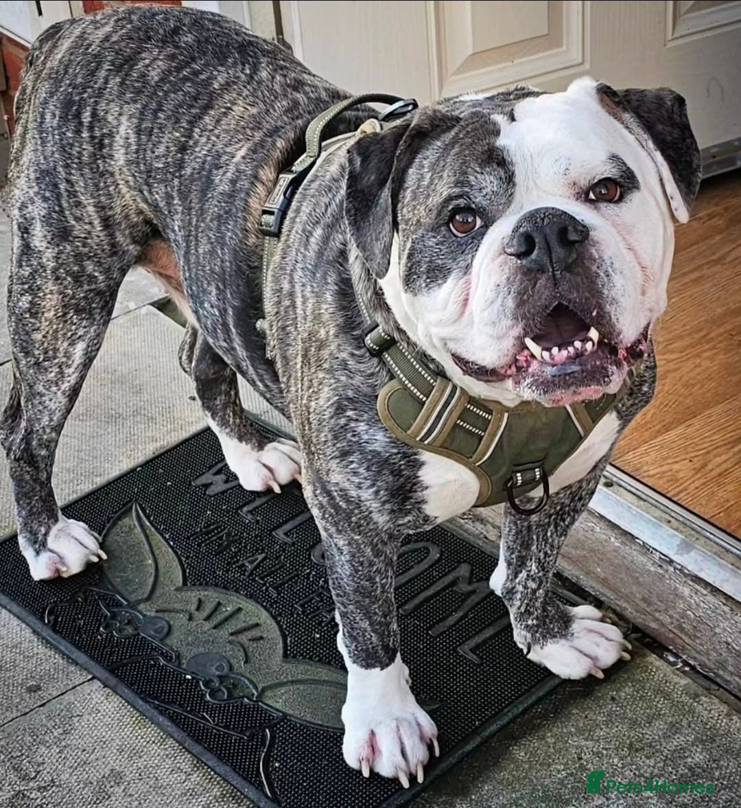 Alapaha Blue Blood Bulldog dogs for sale: Meet Koba – Searching for a Calm, Loving Home - Advert 5