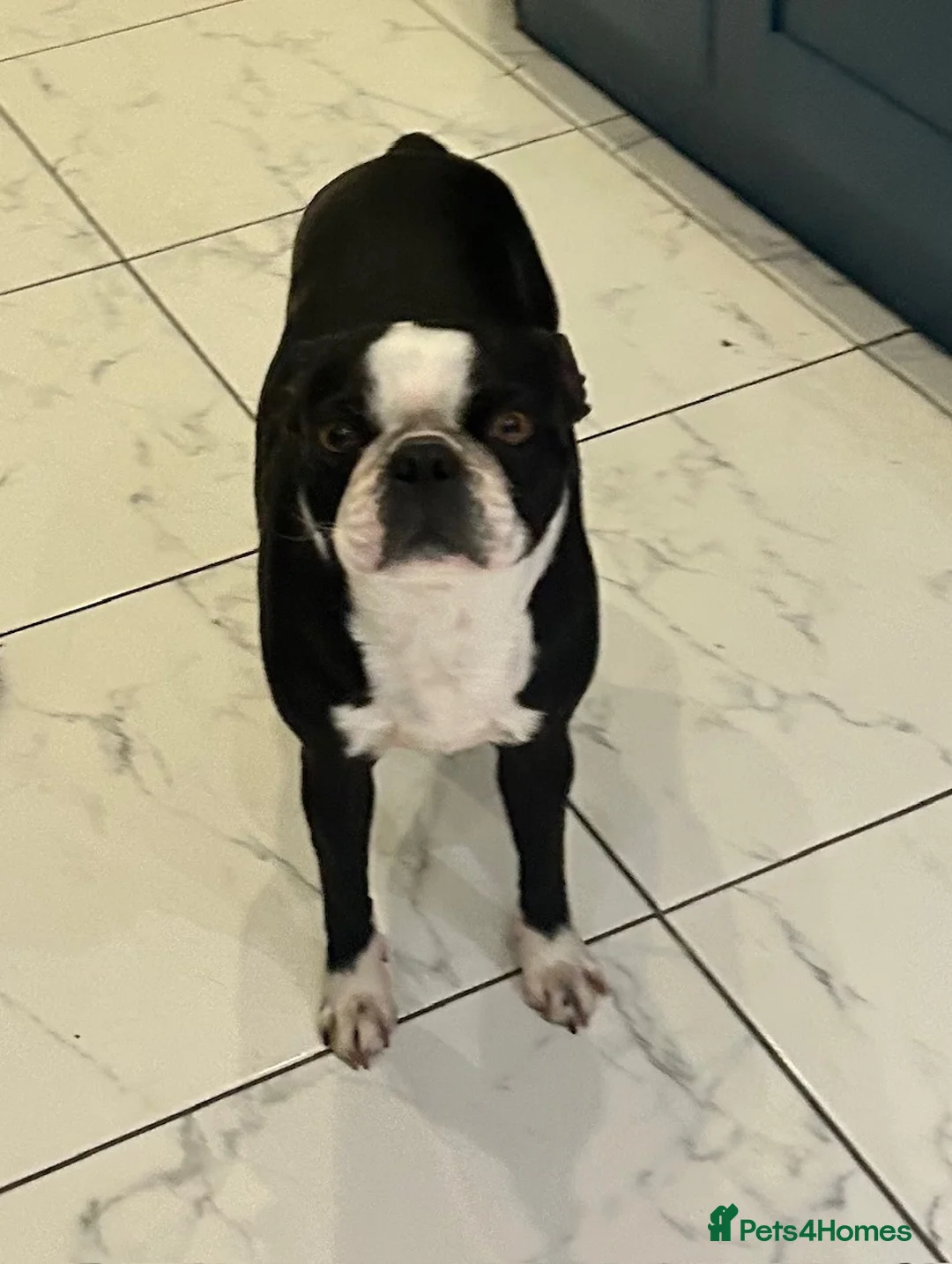 Boston Terrier dogs for sale: 3&5yr old Male&female neutered boston Terriers - Advert 3