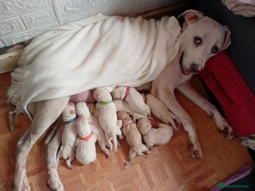 Cane Corso dogs for sale: Beautiful rear straw/white cane corso puppies. - Image 1